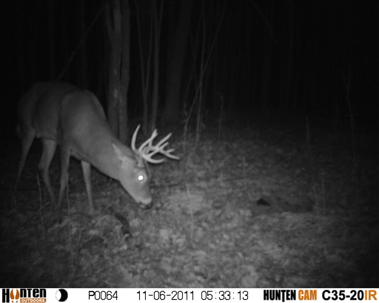 Mature buck, daytime