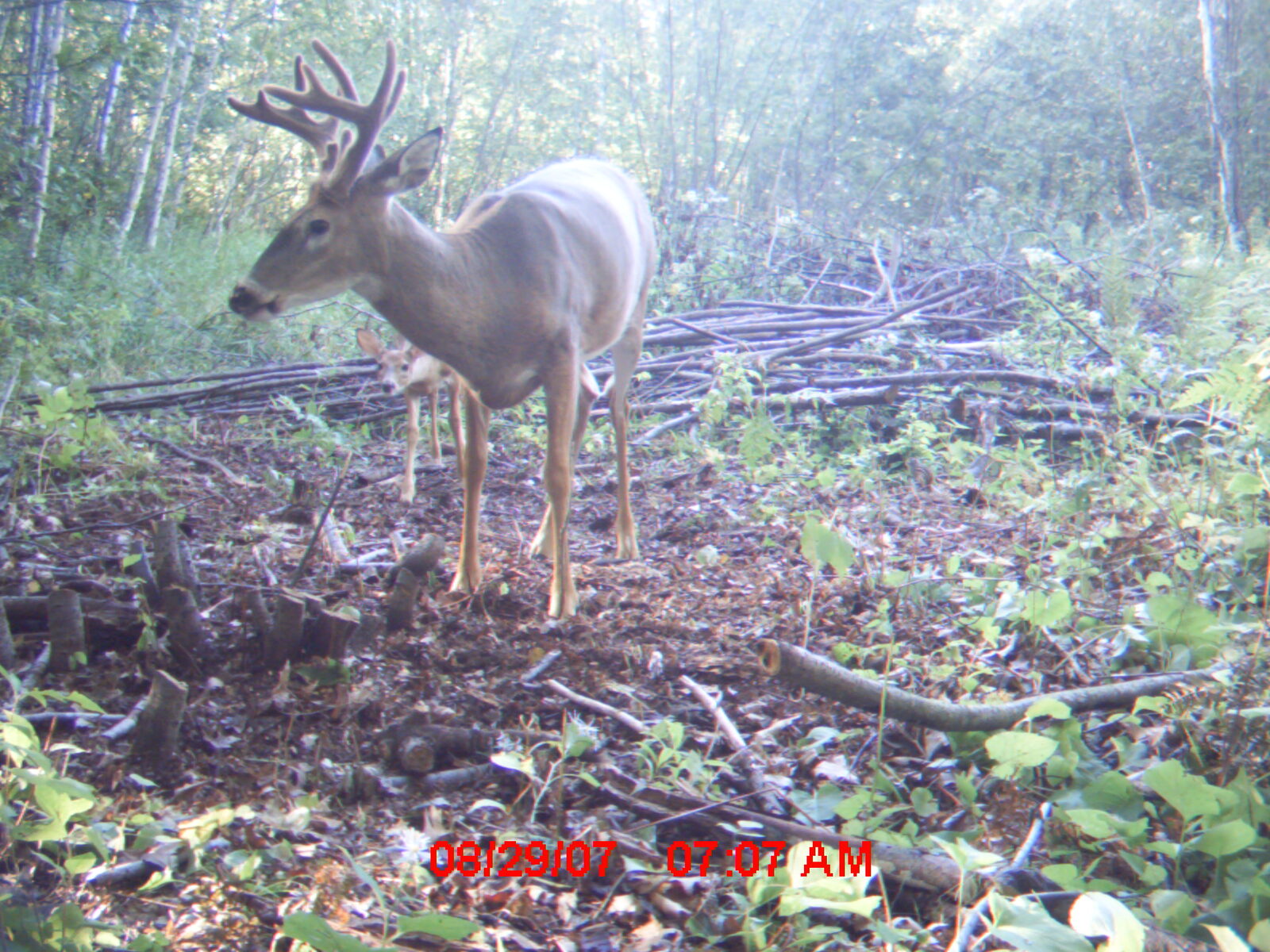 Buck in timber