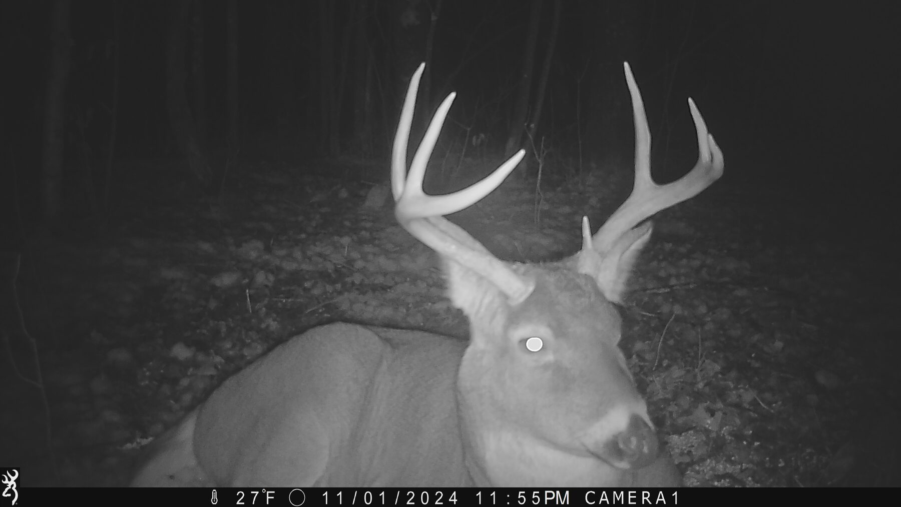 Big buck on camera at night