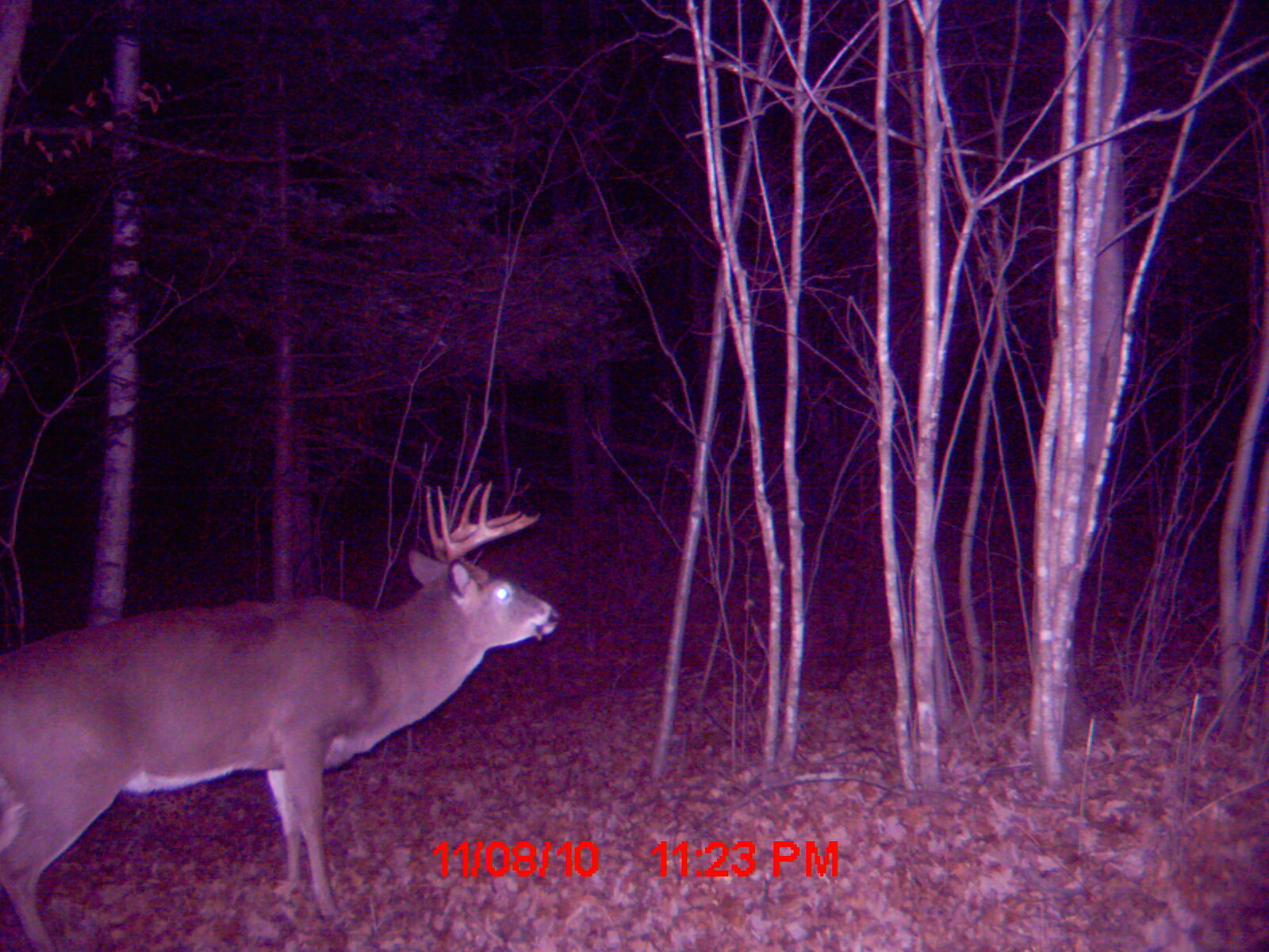 Buck at night