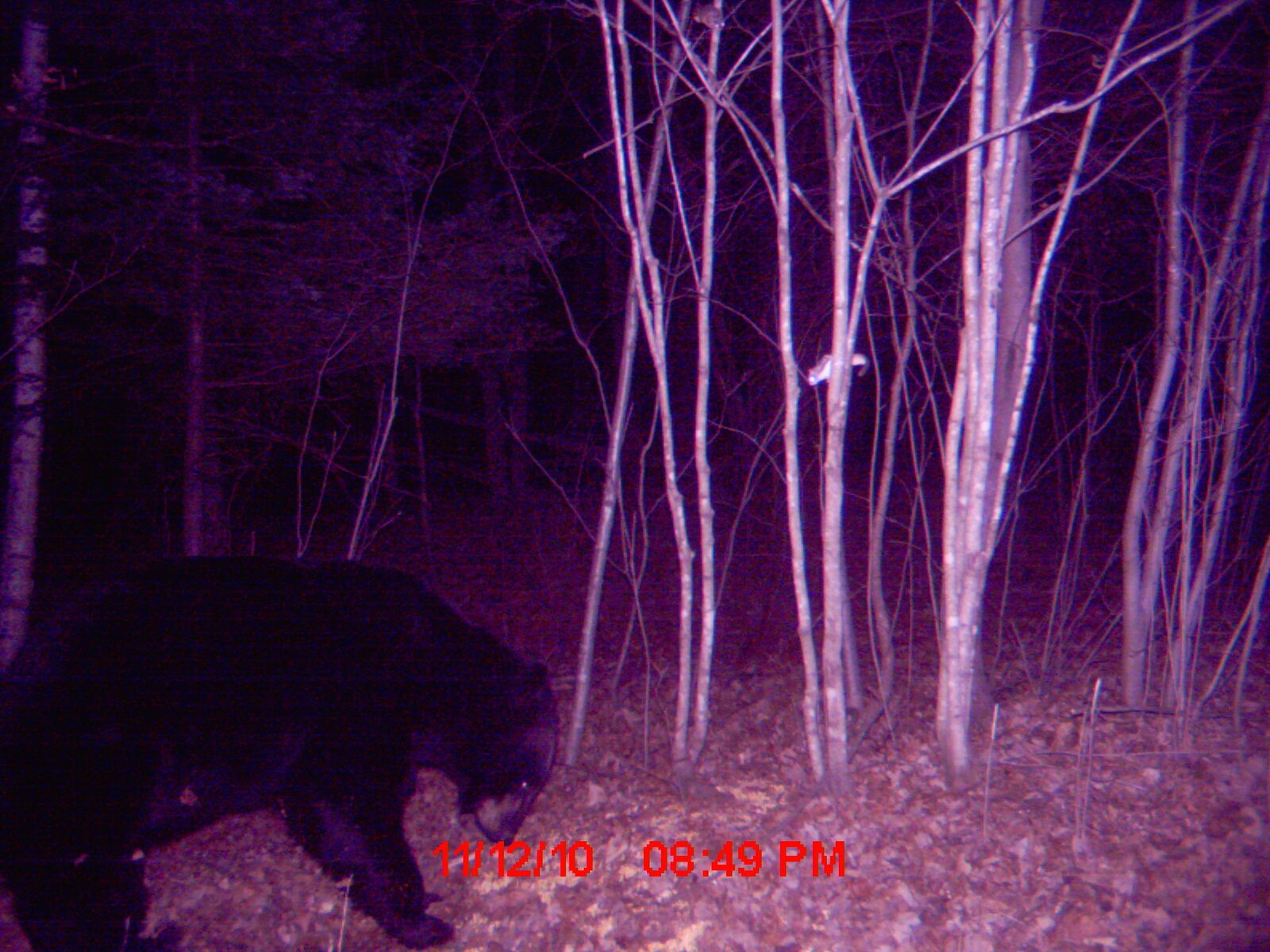 Buck at night