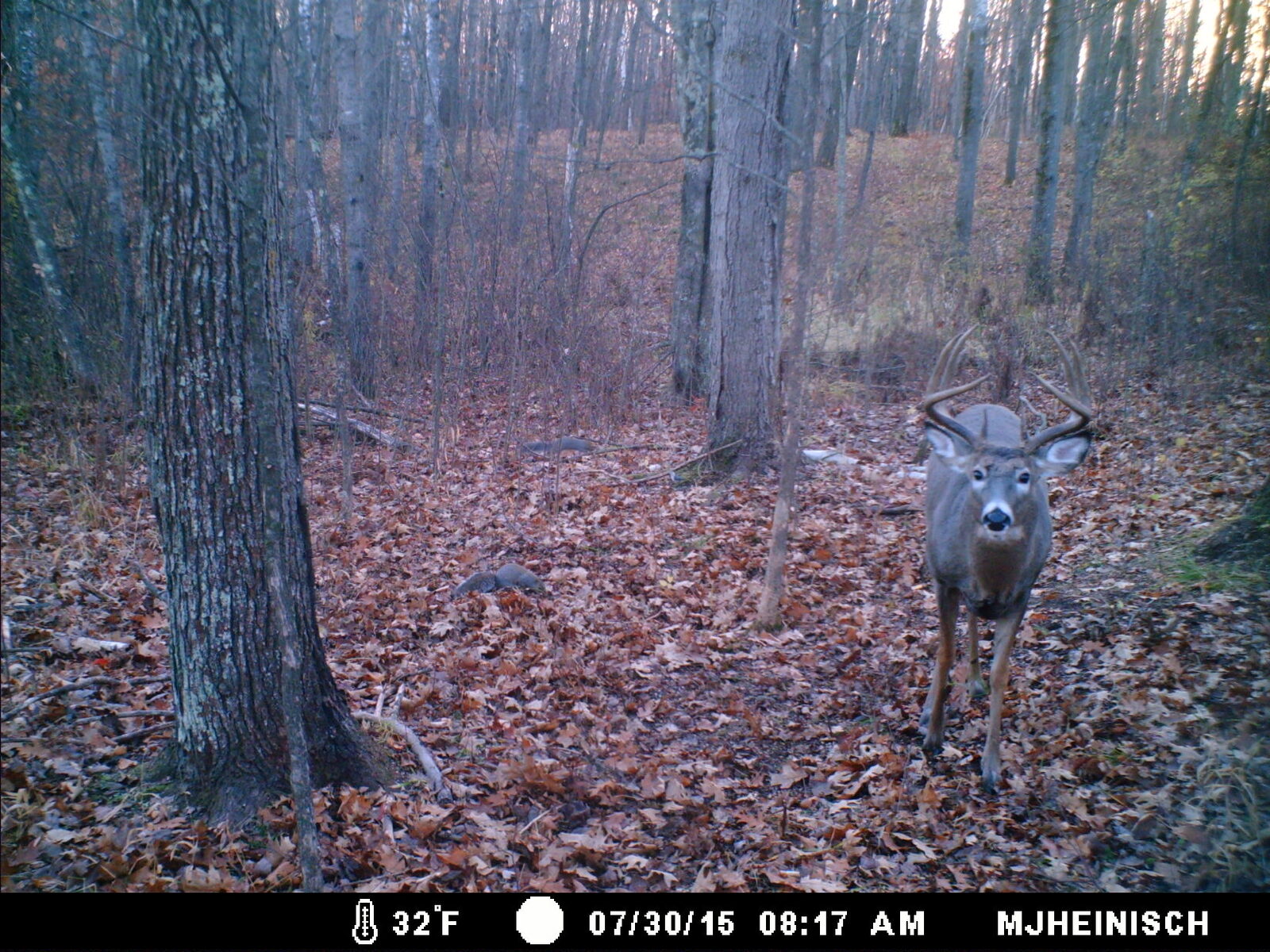 Buck at night
