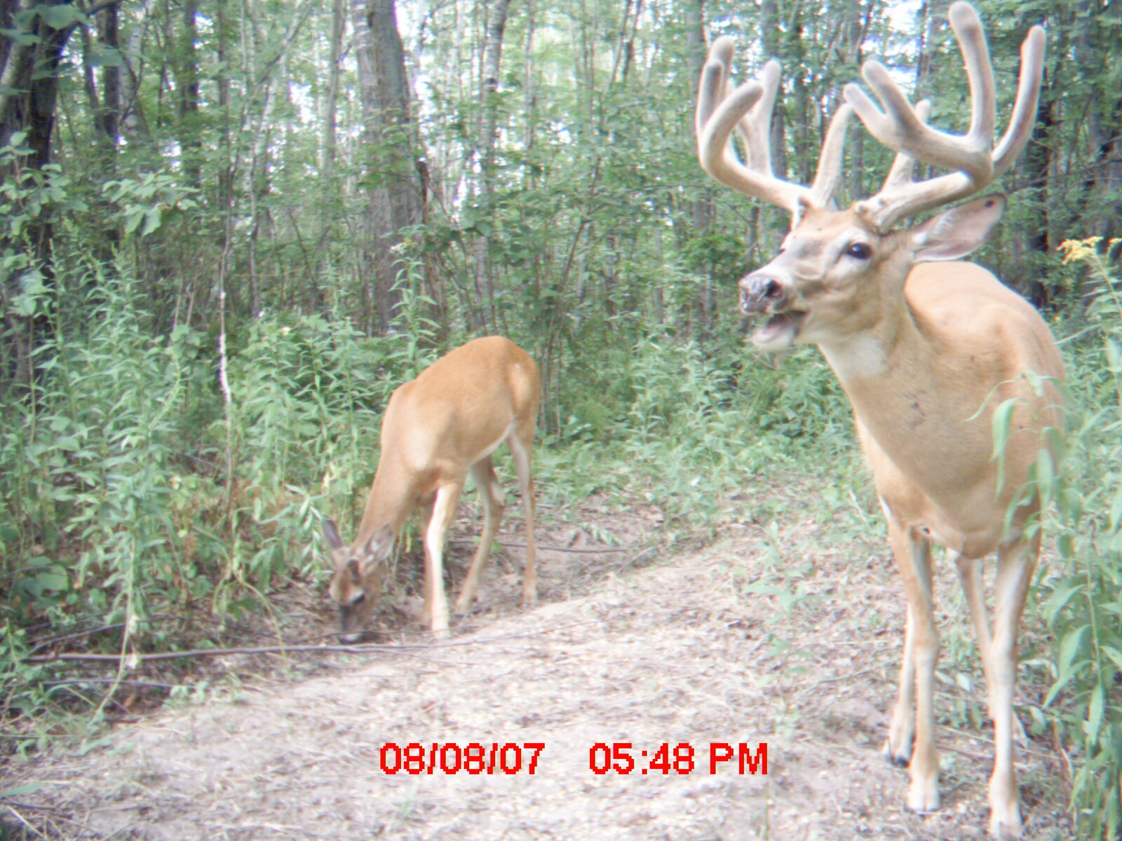 Velvet buck with doe