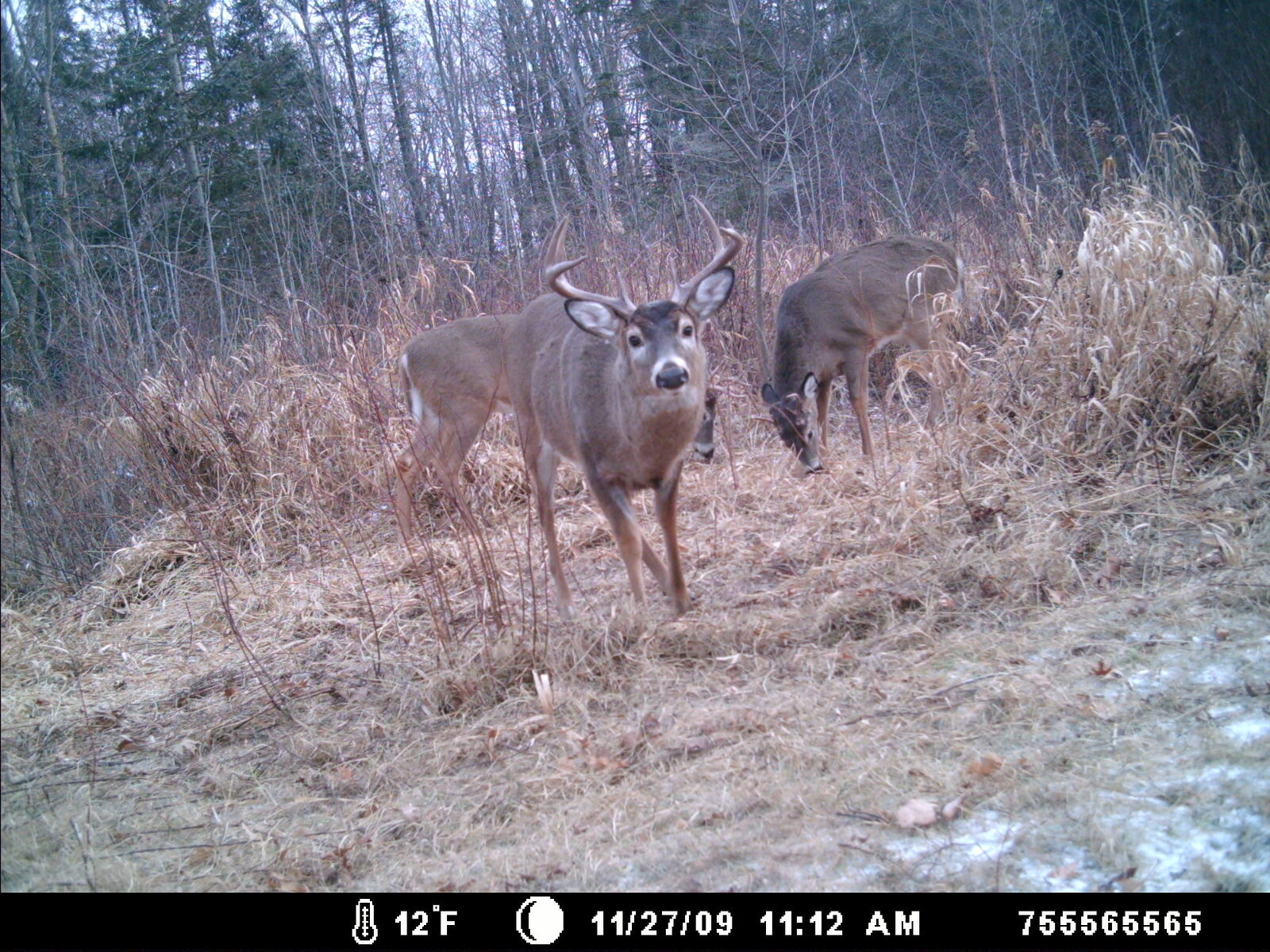 Deer at dusk