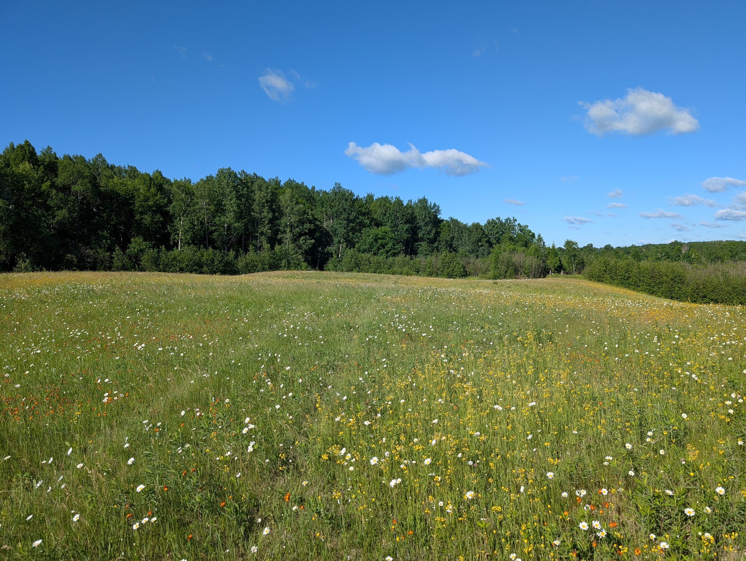 Field and tree line