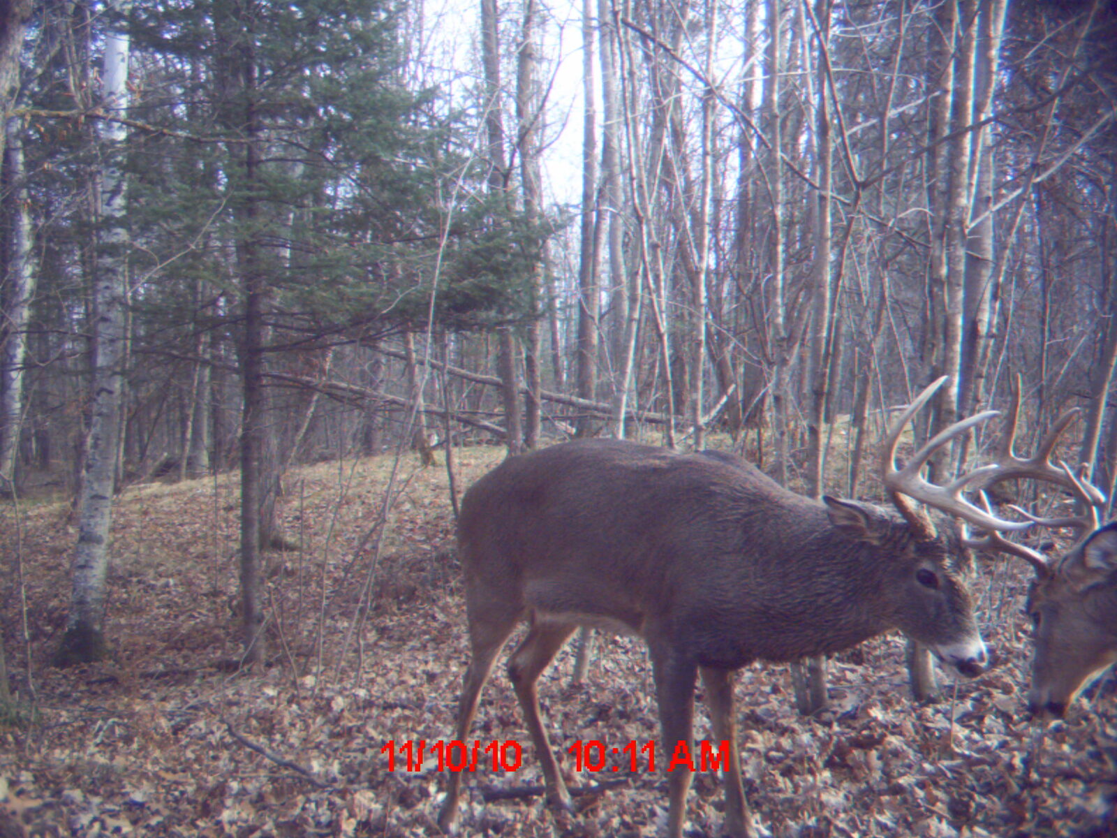 Wildlife on the property
